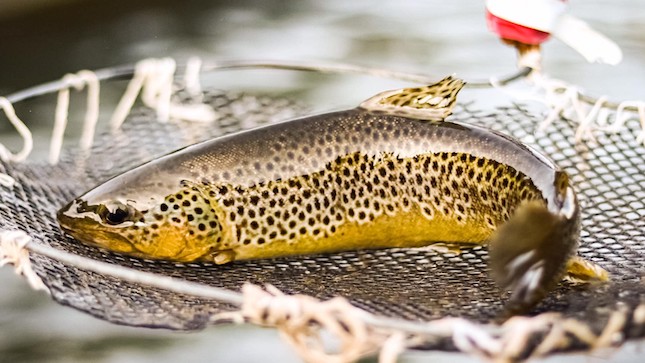 Swat Brown Trout Fish