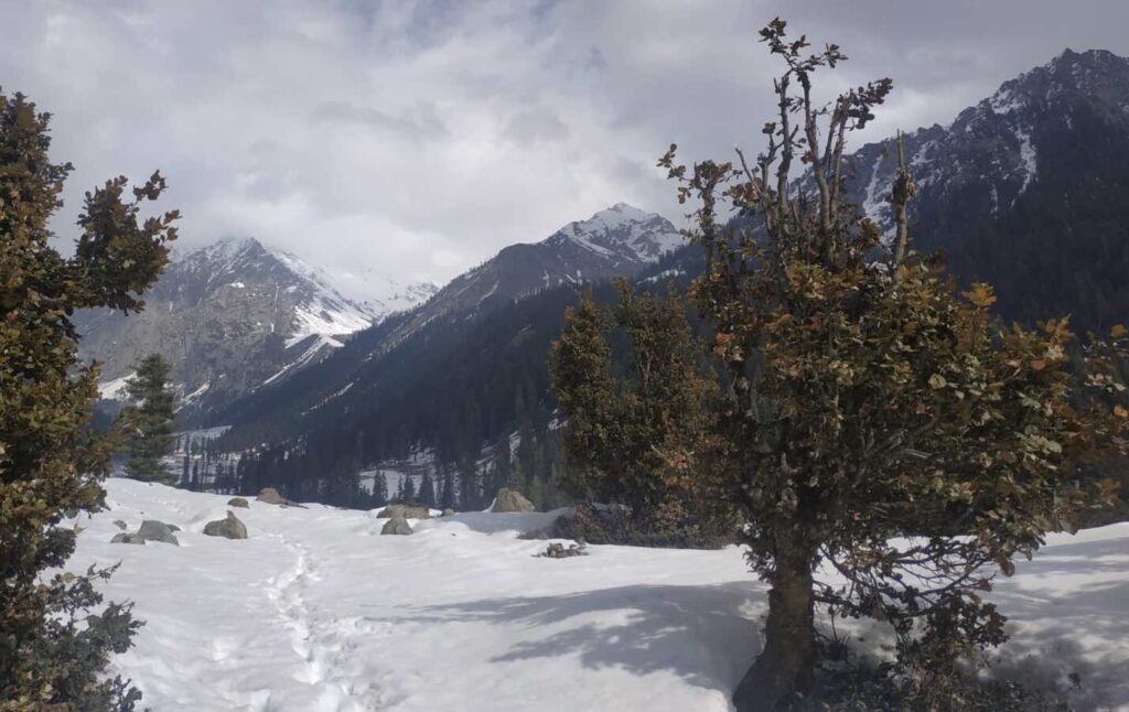 Winter Snowfall in Janshai Meadows